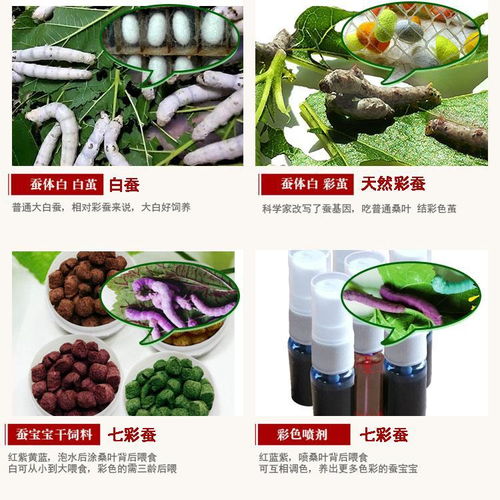 科學養(yǎng)蠶體驗 蠶寶寶套裝的科普探索